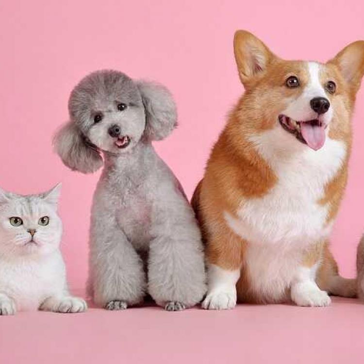 La cohabitation de mon chien avec d autres animaux