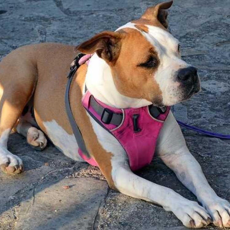 Le dressage des chiens sourds ou malentendants