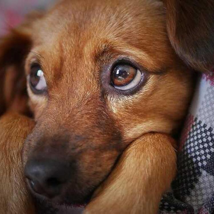 Les differentes personnalites chez le chien
