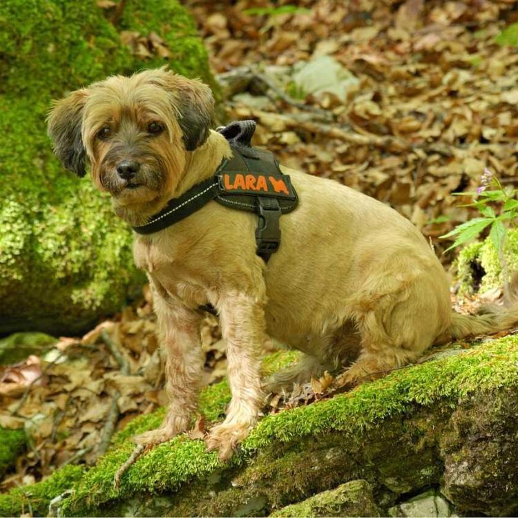Objets connectes pour animaux